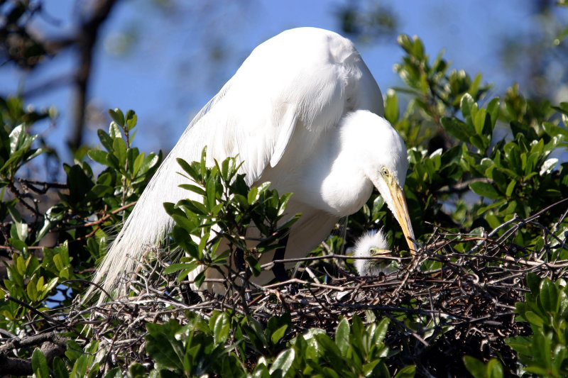 Egret with baby