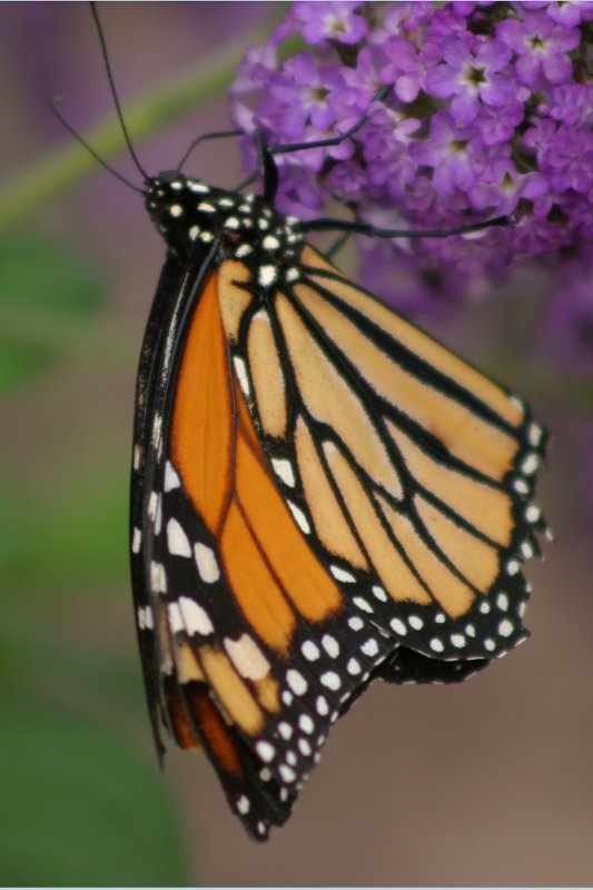 Monarch, Brookside Gardens
