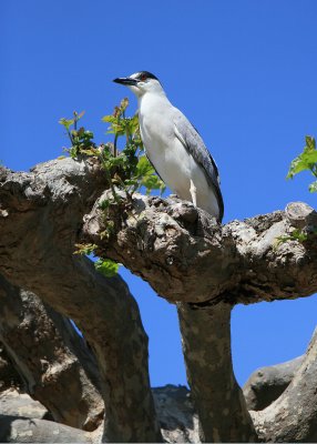 At Merritt Park in Oakland, I saw night herons