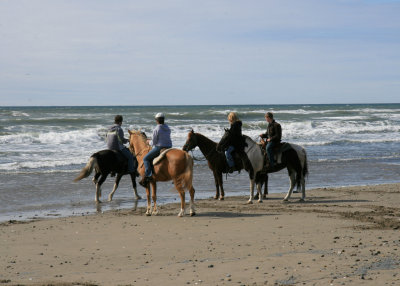 Horses at Coquille