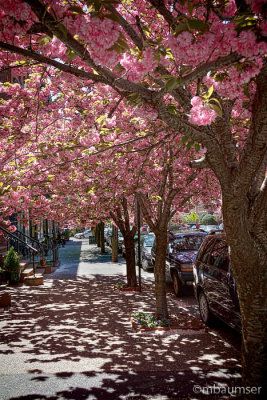 Cherry Blossom Lined Street