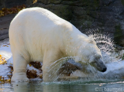 Polar Bear 9092