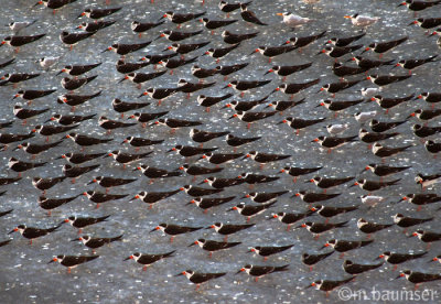 Black Skimmers