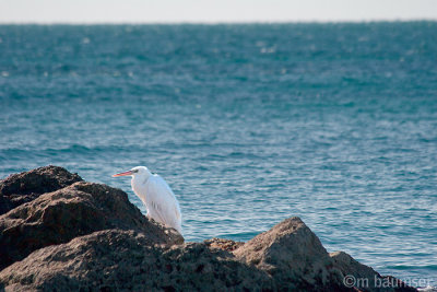 Great Egret