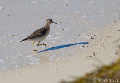 Greater Yellowlegs