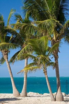 Palms On The Beach