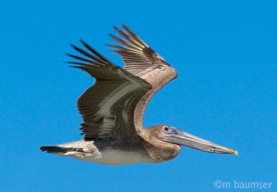 Brown Pelican in The Air