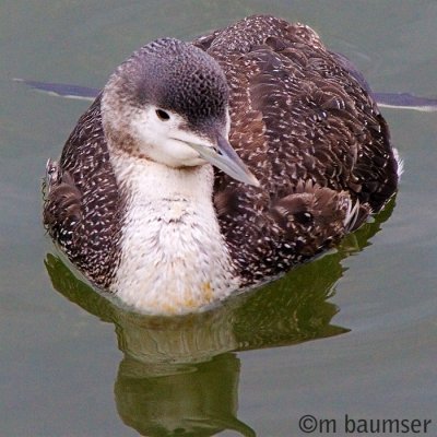 Common loon (with winter plumage)