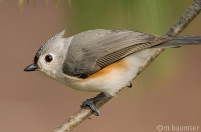 Tufted Tit Mouse