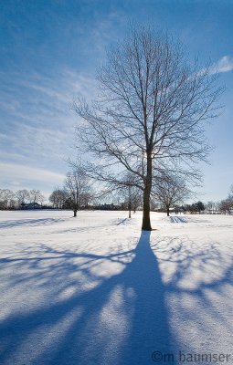 Shadows and Tall Trees