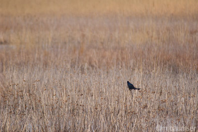 Redwing Black Bird