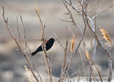 Redwing Black Bird