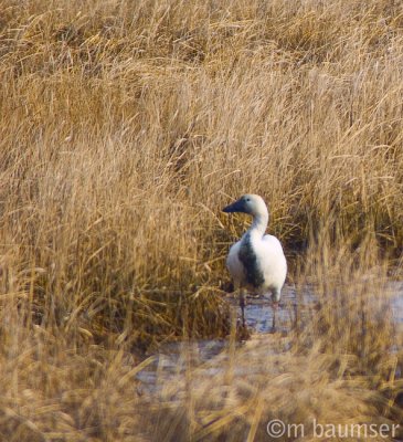 Snow Goose