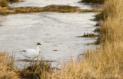 Snow Goose