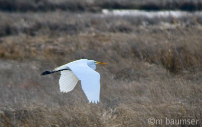 Great Egret