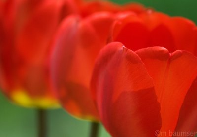 Tulip Row