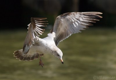 Cleared for Landing