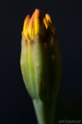 Marigold Bud