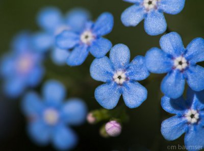 little blue flowers