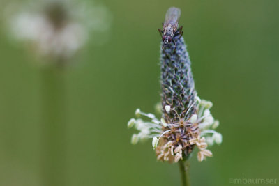 What's this fly doing on my flower?