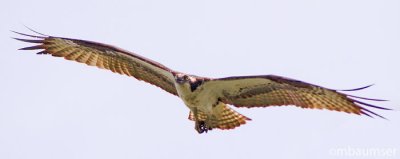 Osprey??