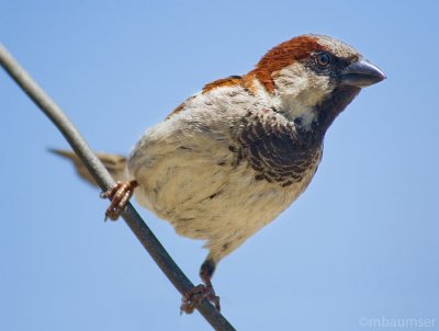 Like A Bird On A Wire