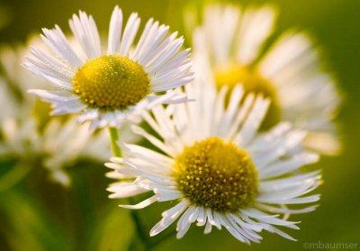 Morning Flowers