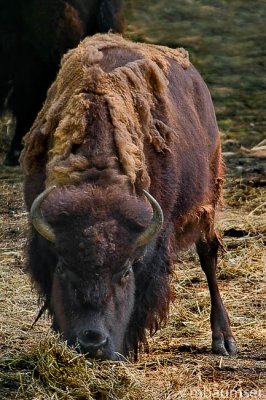 Bison