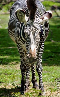 Zebra