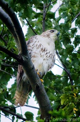 Red-shouldered Hawk