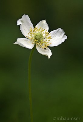 Wildflower with a friend