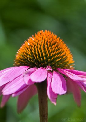 Coneflower