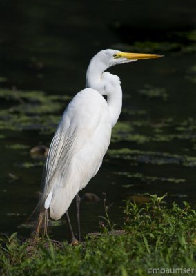 Egret