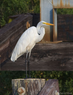 Great Egret