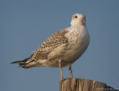 Great Black-backed Gull 