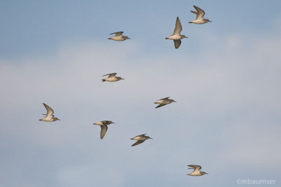 Piping Plover