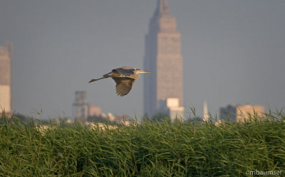 Blue Heron