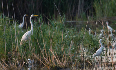 Great and Snowy Egret