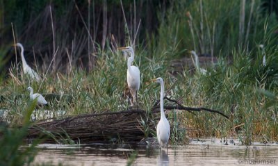 Great and Snowy Egret