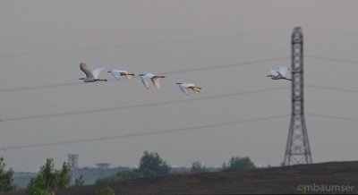 Snowy Egrets