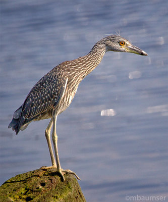 Juvenile Black-crowned Night-Heron