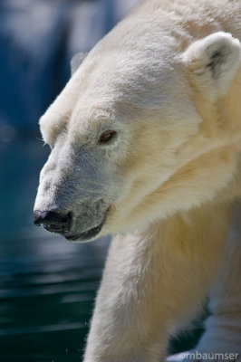 Polar Bear 8810