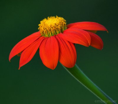 Isolated Flower