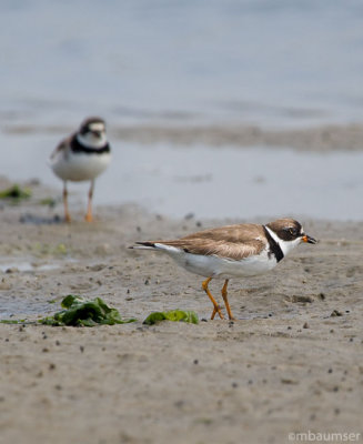 Semipalmated Plover 0469