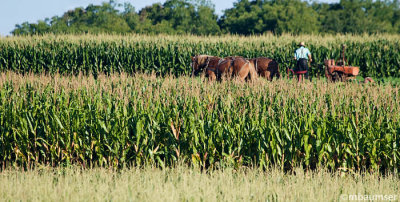 Amish Man Harvesting Corn
