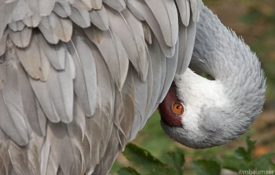 Sandhill Crane