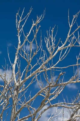 White Branches/Blue Sky