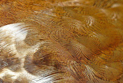 Layers of Feathers