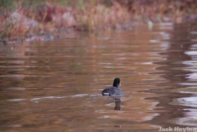 American coot in fall colors