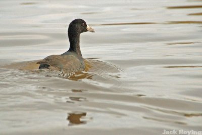 American Coot